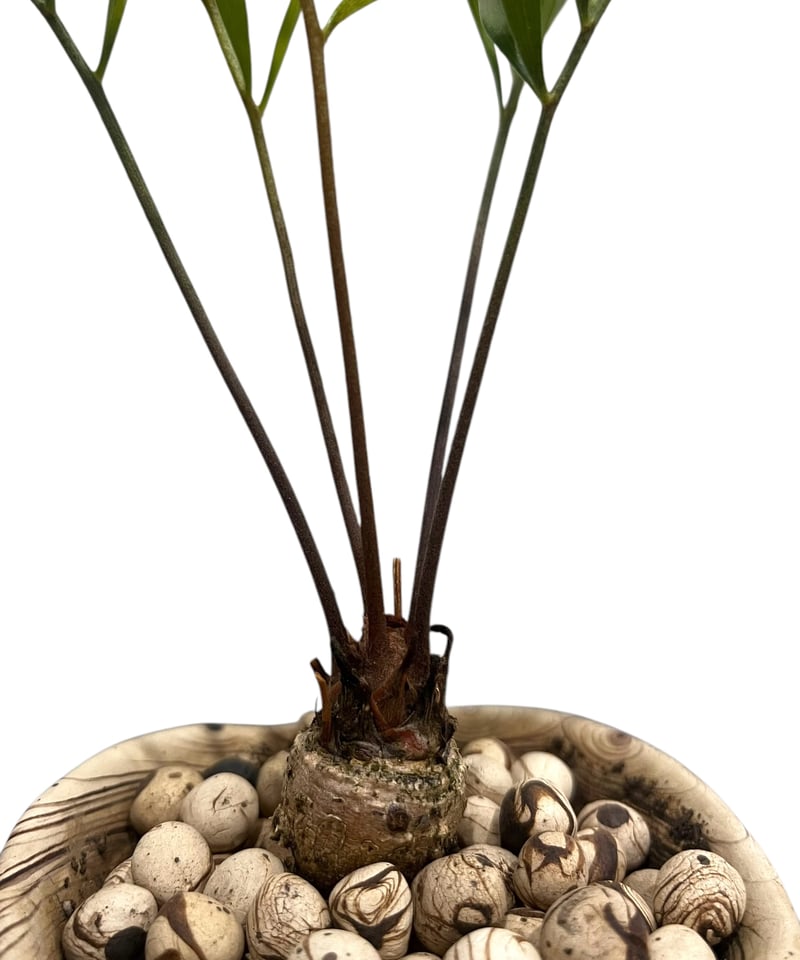 ザミア + plantsmonsters pot 「Zamia 」75V | SHOUCHIKUEN