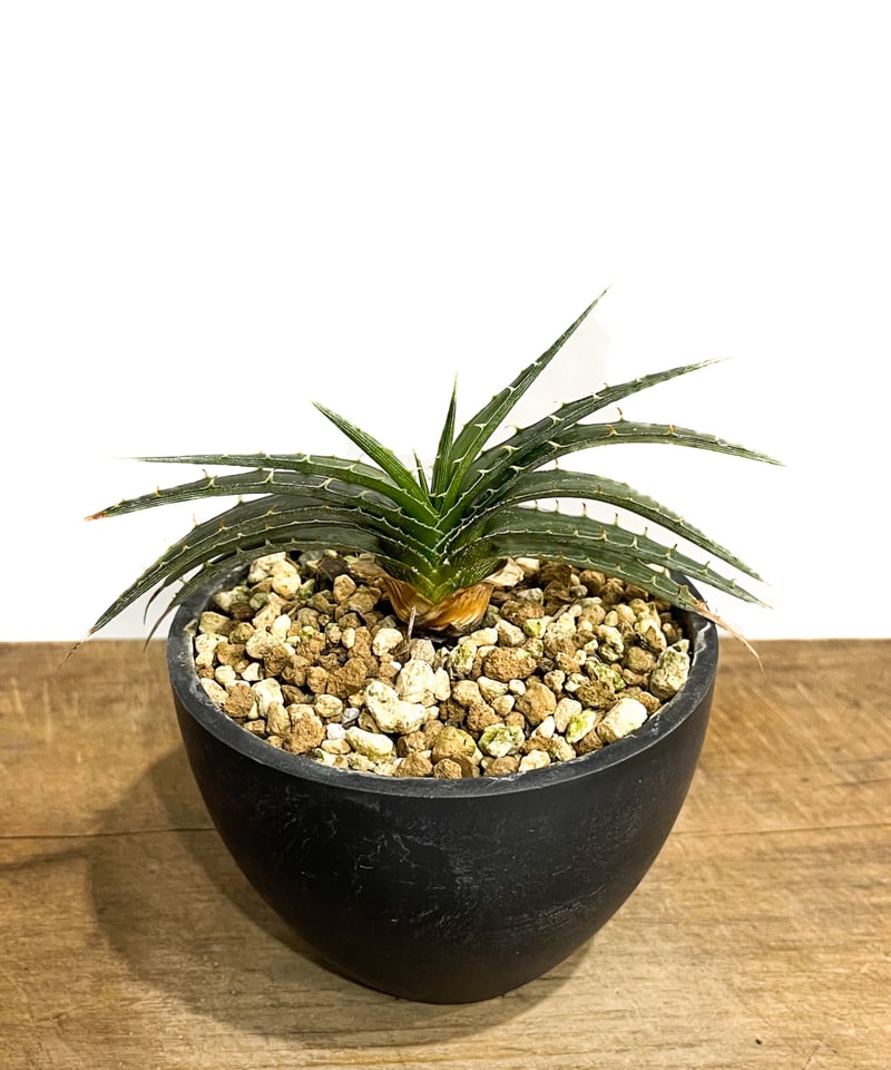 Dyckia 'Smile' (Dwarf type hybrid) ディッキア ディッキア スマイル (ドワーフ タイプ ハイブリッド)「Dyckia Smile