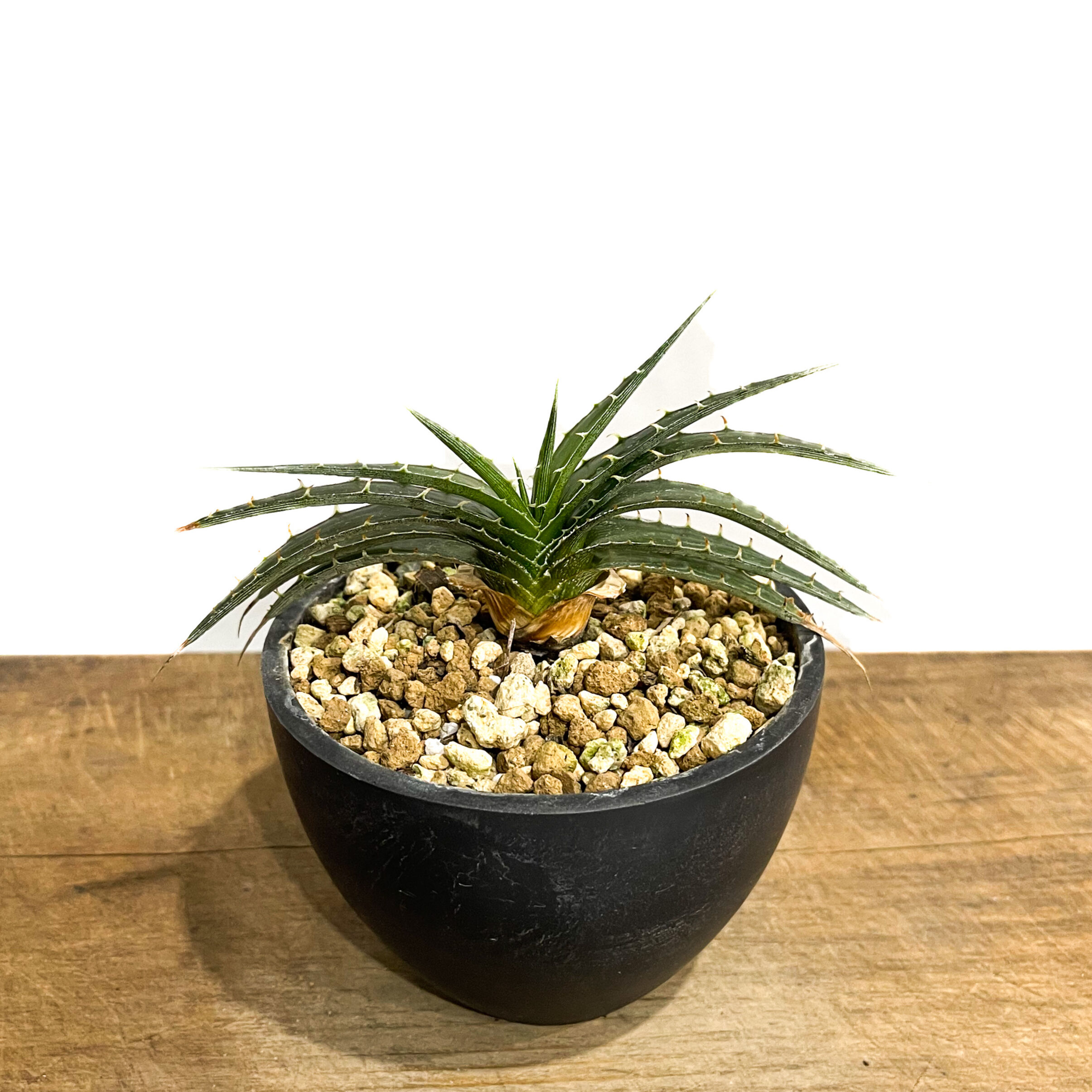 ディッキア スマイル (ドワーフ タイプ ハイブリッド)「Dyckia Smile