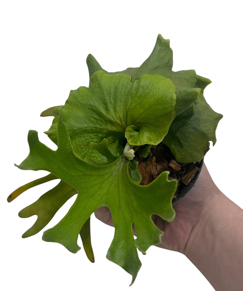 ビカクシダ キッチャクード(by ヌクル) 「Platycerium kitshakood