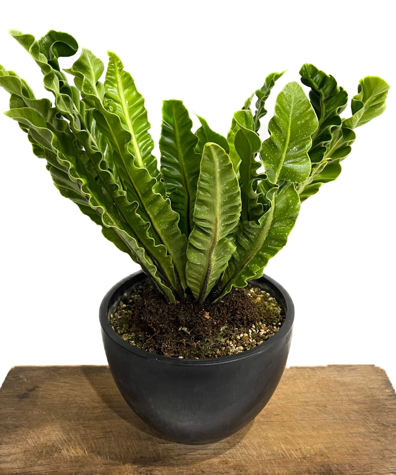 アスプレニウム コブラ ドワーフ「Asplenium cobra dwarf」7/6-965