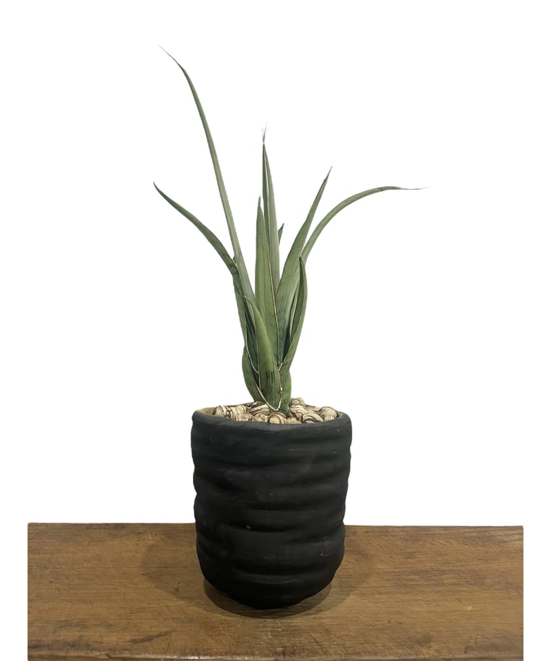 EMP サンセベリア ヘルファイヤ / SA251 サンセベリア ヘルファイア + pmp 「Sansevieria Hellfire 」1S |