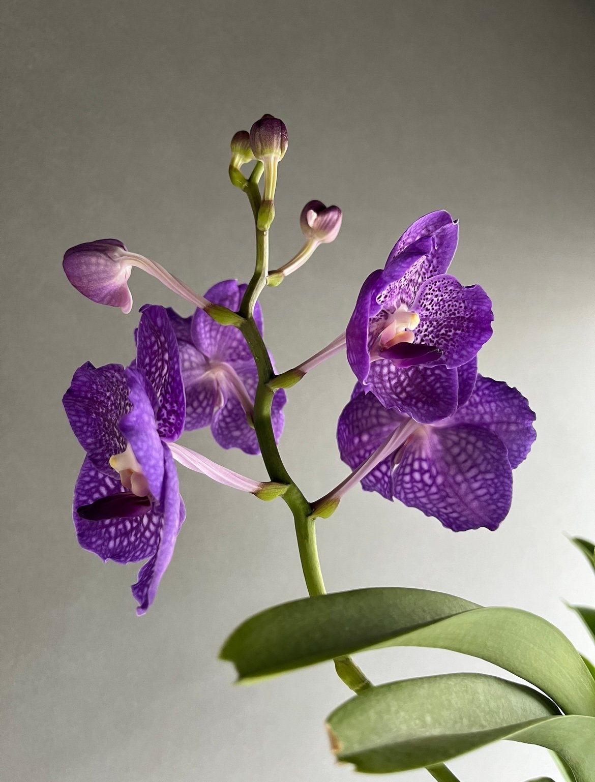 コ*ロ様 洋蘭　バンダ　2種2株　ハンギング バンダ蘭 バンダ 2株