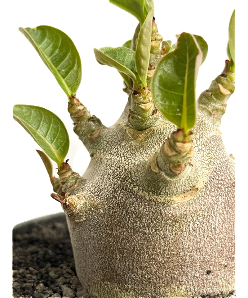 アデニウム アラビカム ドワーフ “ブラック”「adenium arabicum アデニウム アラビカム ドワーフ “ブラック”「adenium arabicum