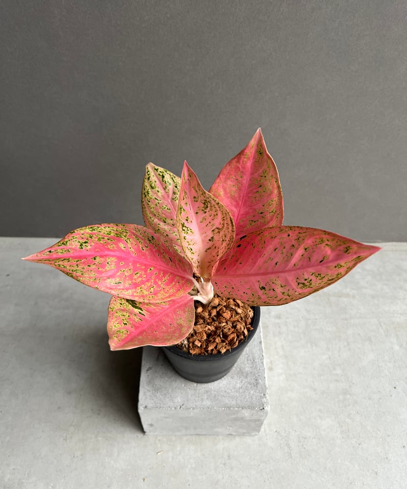 激レア　アグラオネマ　Aglaonema ゾリナ Zorina 激レア アグラオネマ Aglaonema ゾリナ Zorina アグラオネマ