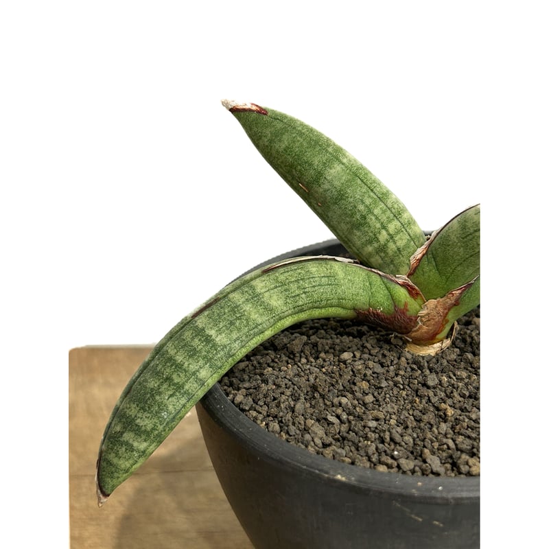 サンセベリア エイレンシス「Sansevieria eilensis Lav.10178」3/...