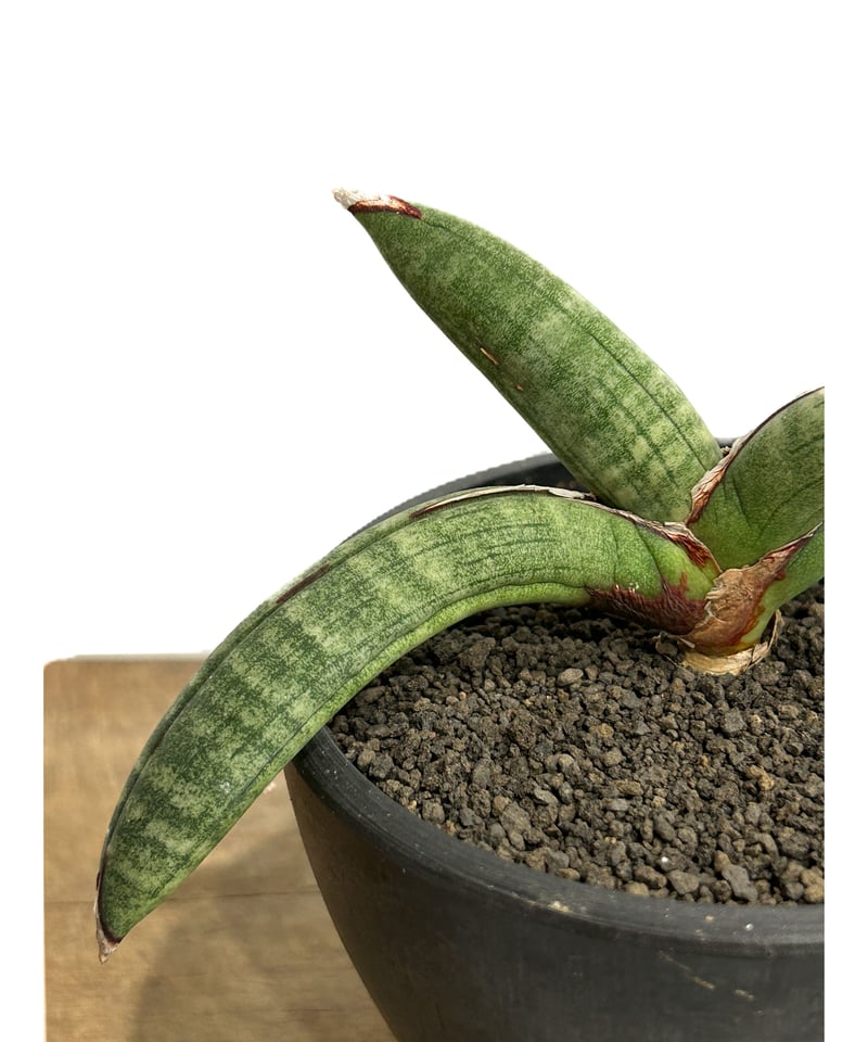 サンセベリア エイレンシス「Sansevieria eilensis Lav.10178」3/