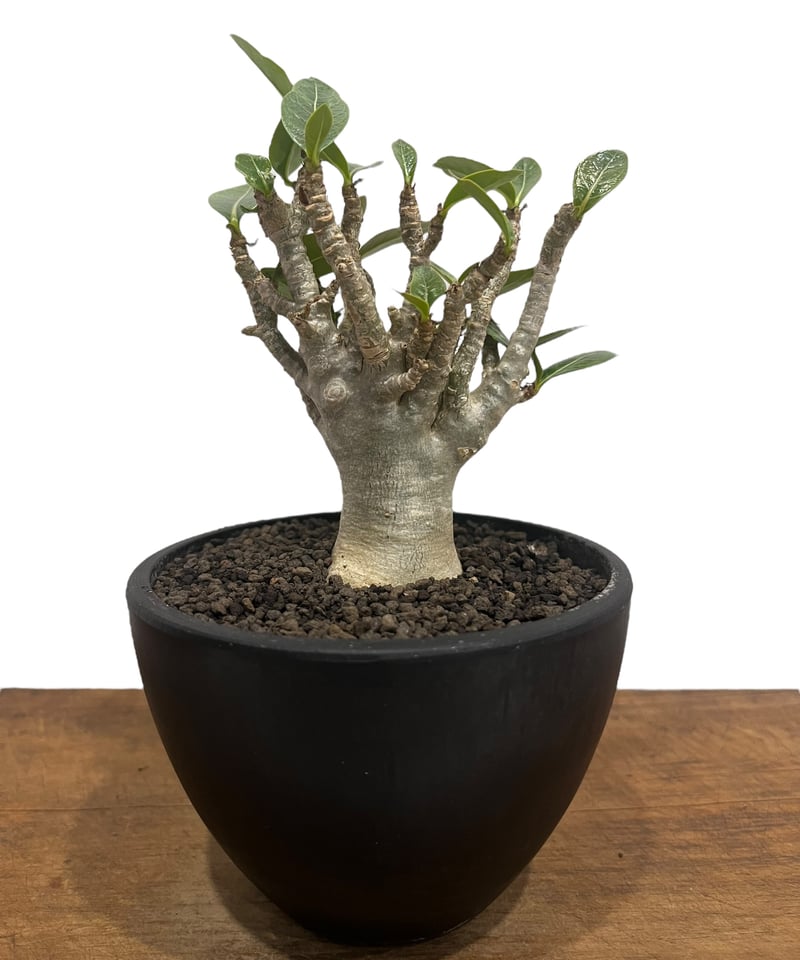 アデニウム オベスム “選抜個体” 「Adenium obesum “Select!」76U