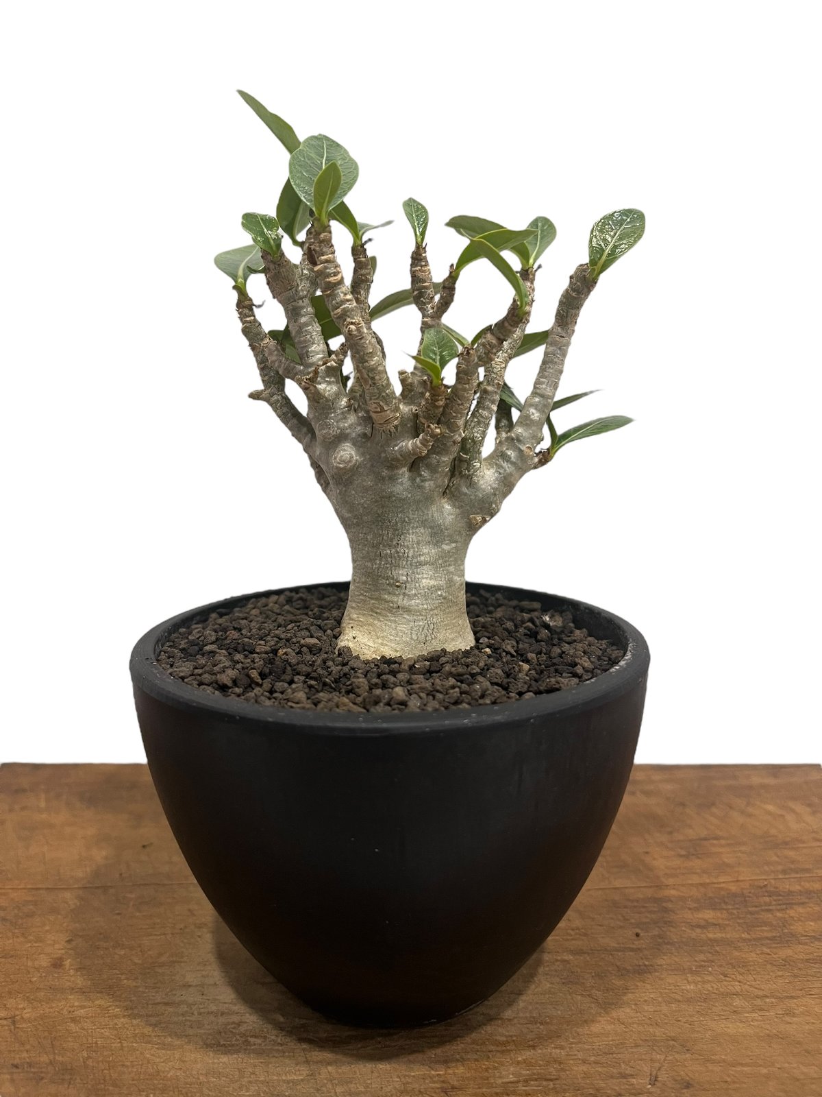 アデニウム オベスム Adenium obesum アデニウム オベスム “選抜個体”「Adenium obesum “Select