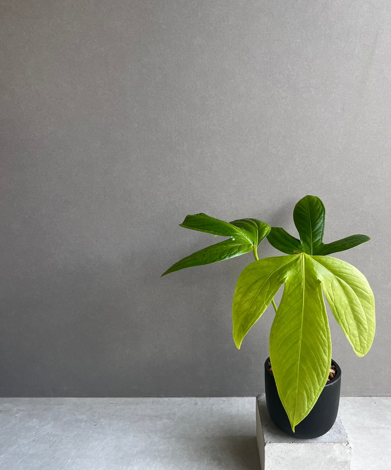 アンスリウム フルカタム「Anthurium falcatum」32D | SHOUCHIKUEN