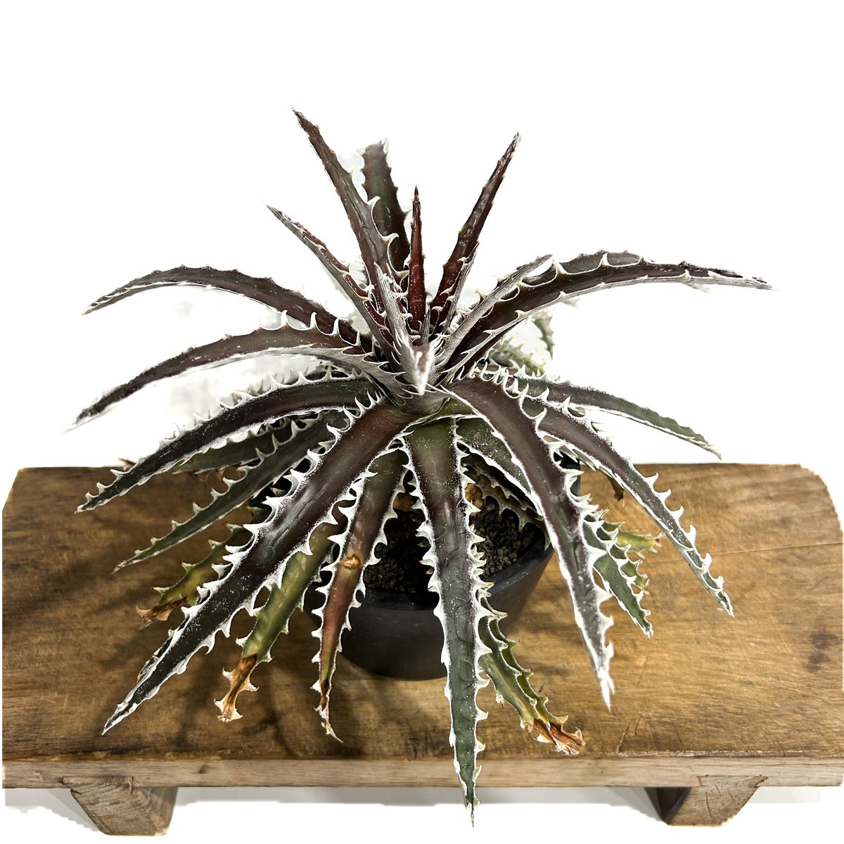 速達 dyckia Z'gok ディッキア - 植物/観葉植物