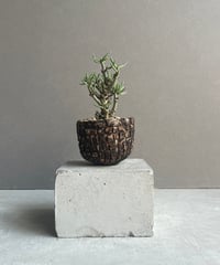 サンセベリア シルバー スパイラル「Sansevieria Silver Spiral (f