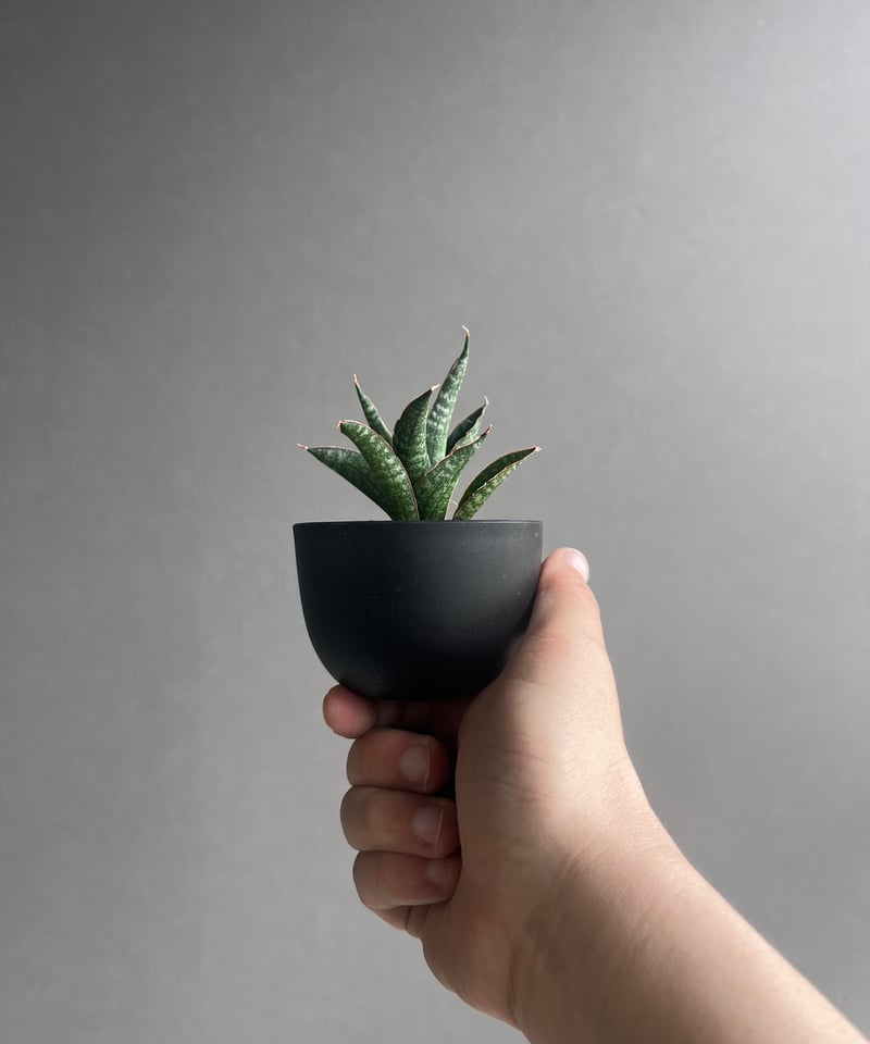EMP サンスベリア カミナリ / 最後はイメージ SA393 サンセベリア カミナリ 雷 「Sansevieria KAMINARI」 SA393 | E