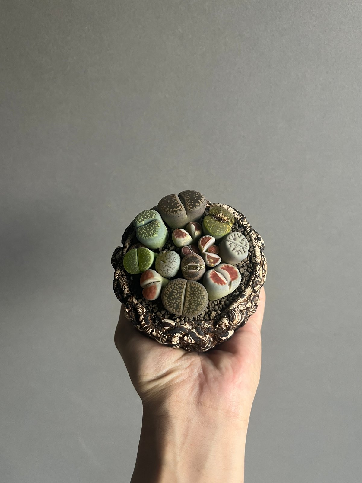 リトープス + plantsmonsters pot「Lithops」77M | SHOUCH