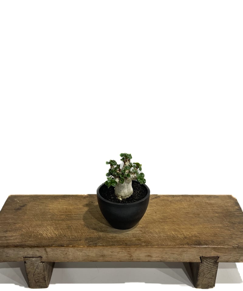 アデニウム D.H.A (獅子葉) 「Adenium D.H.A」7/4-920 | SHO