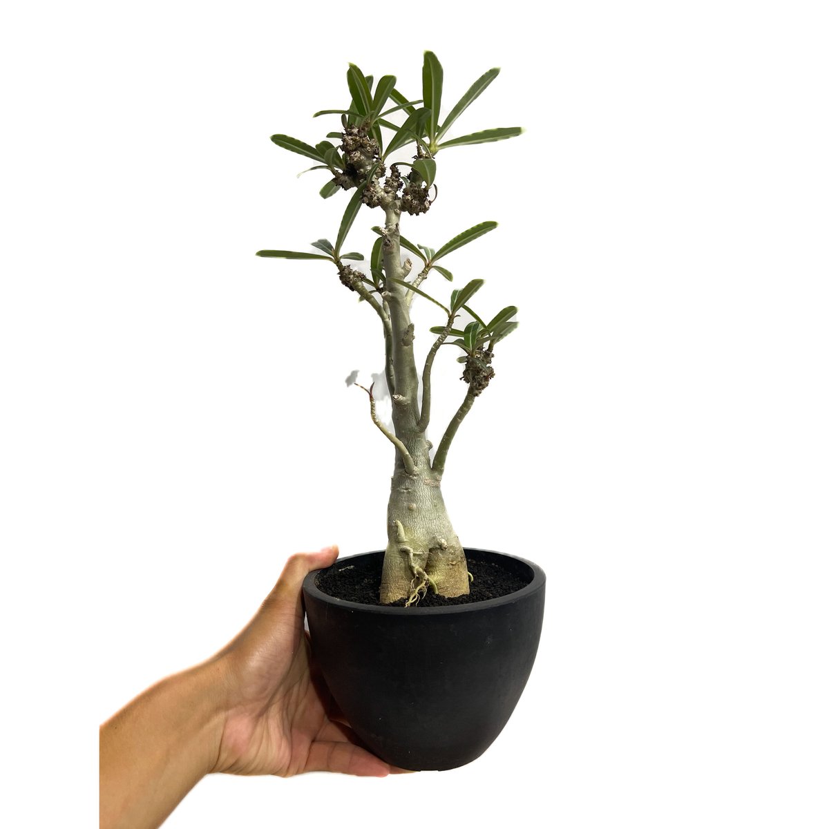 アデニウム 突然変異種 選抜個体「Adenium mutant」18C-4 | SHOUCH