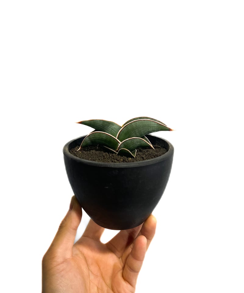 サンセベリア ロリダ 「Sansevieria rorida」7H-1 | SHOUCHIKUEN