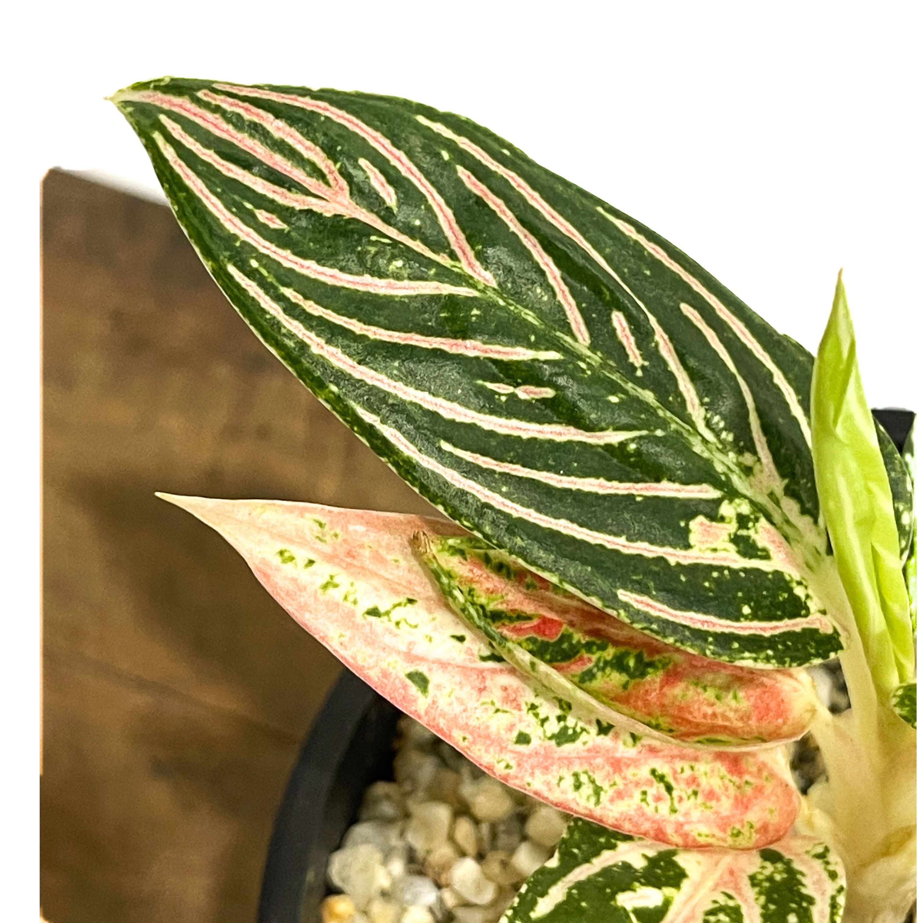 アグラオネマ ゴールデンホープ「Aglaonema Golden Hope」72D-1 | S