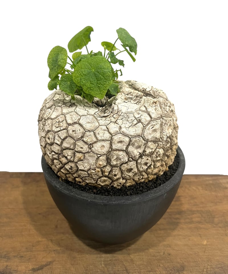 橋*矢様 【珍希少】Monstera deliciosa 選抜個体'奇形葉'スペ 橋*矢様 【珍希少】Monstera deliciosa 選抜個体'奇形葉'スペ