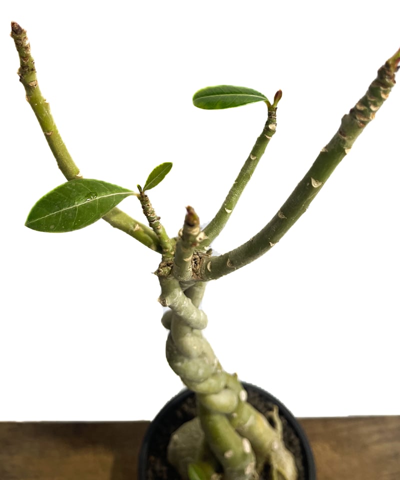 アデニウム　ソマレンセ　超大株 超大株 アデニウム ソマレンセ アデニウム ソマレンセ 【大株