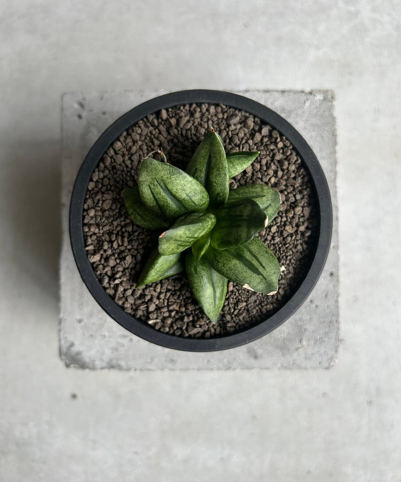 サンセベリア ピラミッド「Sansevieria Pyramid」78L | SHOUCHIKUEN