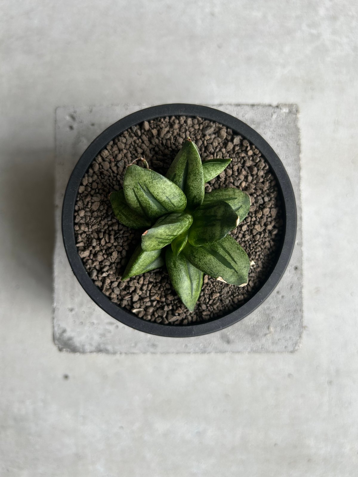 サンセベリア ピラミッド「Sansevieria Pyramid」78L | SHOUCHIKUEN
