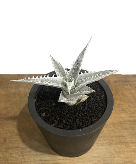 【極斑】dyckia satith 斑入り Dyckia 'Satith' . 斑入りは華やか‼️ いつかウチでも実生から