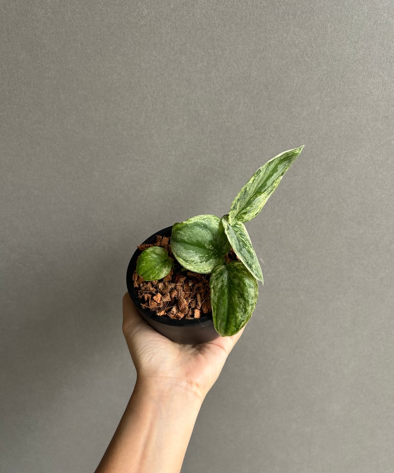 【希少】【美株】 Scindapsus Matcha スキンダプサス　抹茶 スキンダプサス エキゾチカ ホログラム ミント 「Scindapsus