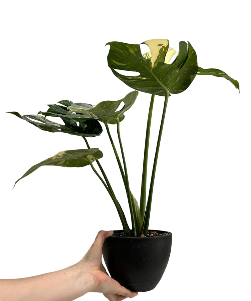 モンステラ タイ コンステレーション 「Monstera deliciosa Thai モンステラ タイ コンステレーション 「Monstera deliciosa Thai