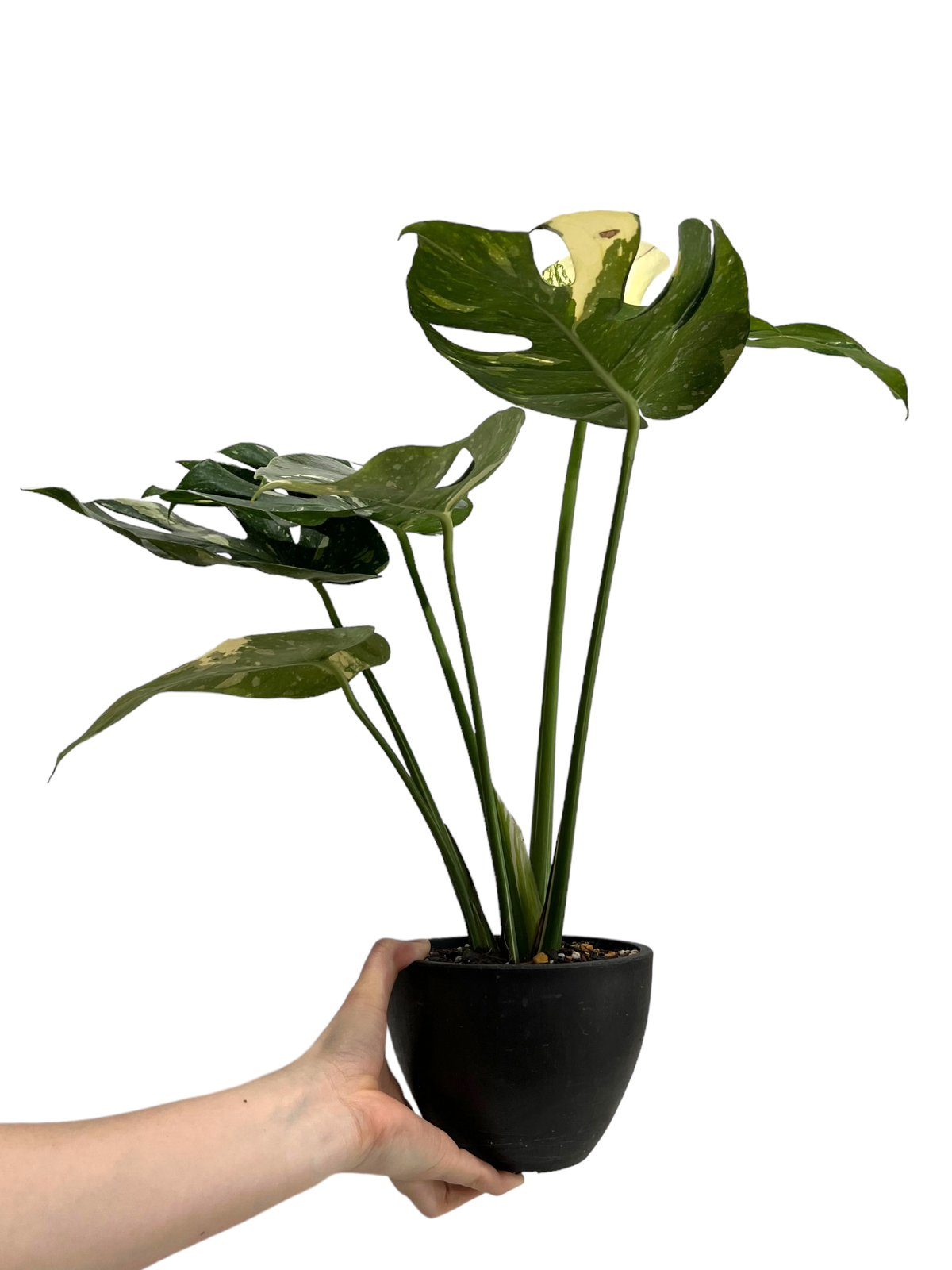 モンステラ タイ コンステレーション 「Monstera deliciosa Thai