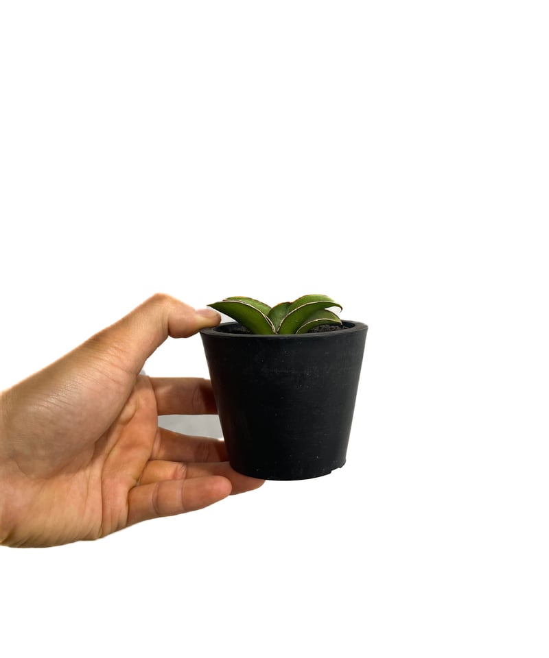 サンセベリア lav.24561「Sansevieria lav. 24561」6/1-716