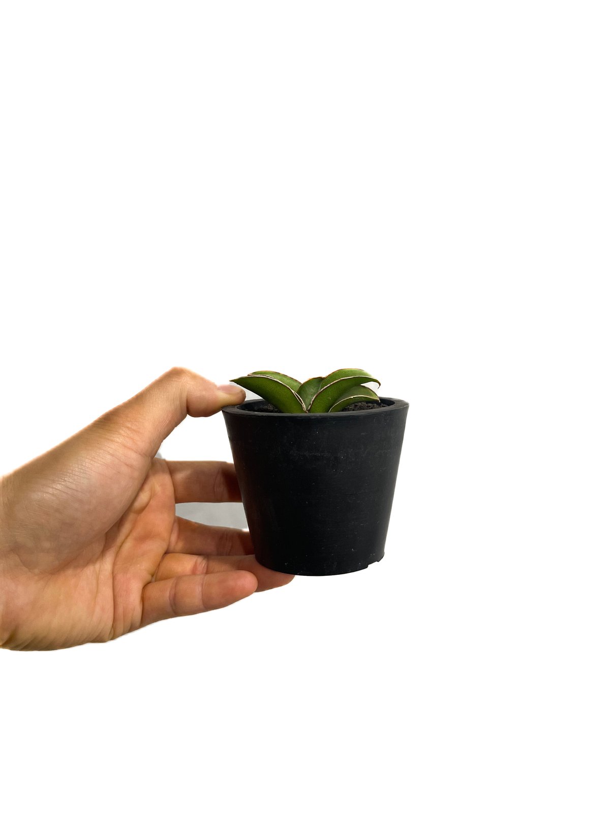 サンセベリア lav.24561「Sansevieria lav. 24561」6/1-716