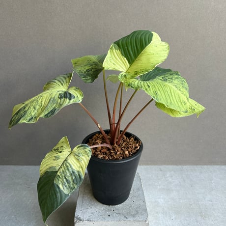 ホマロメナ | STORES