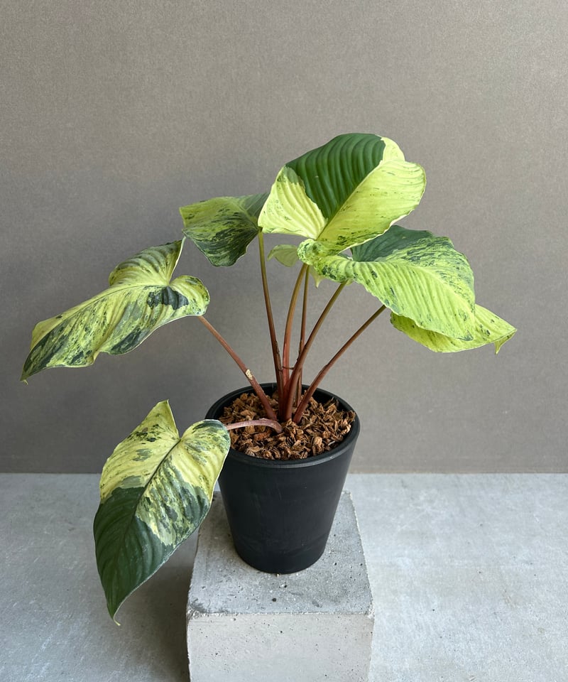 ホマロメナ sp. レッド ステム 斑入「Homalomena sp. Red Stem Va