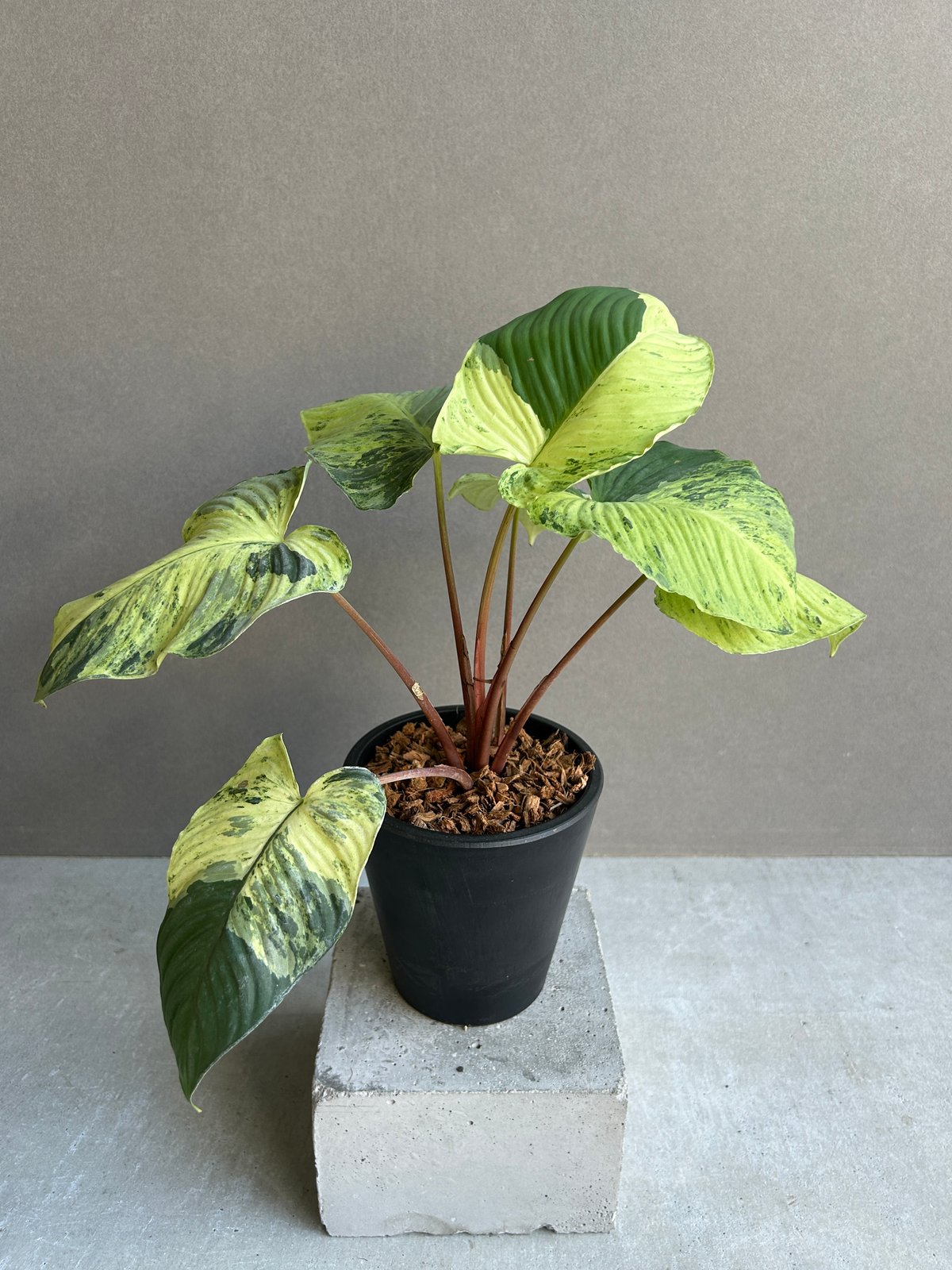 ホマロメナ sp. レッド ステム 斑入「Homalomena sp. Red Stem Va