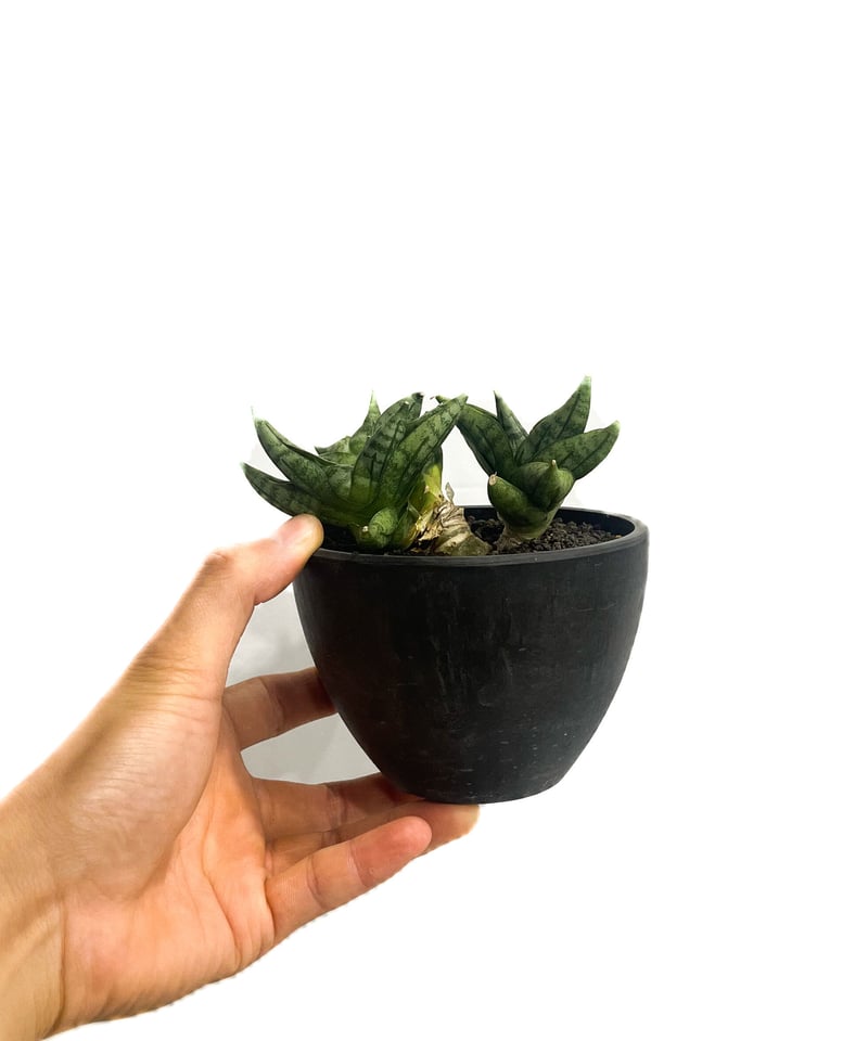 サンセベリア ボンセレンシス ミニ (by アディサック) 「Sansevieria