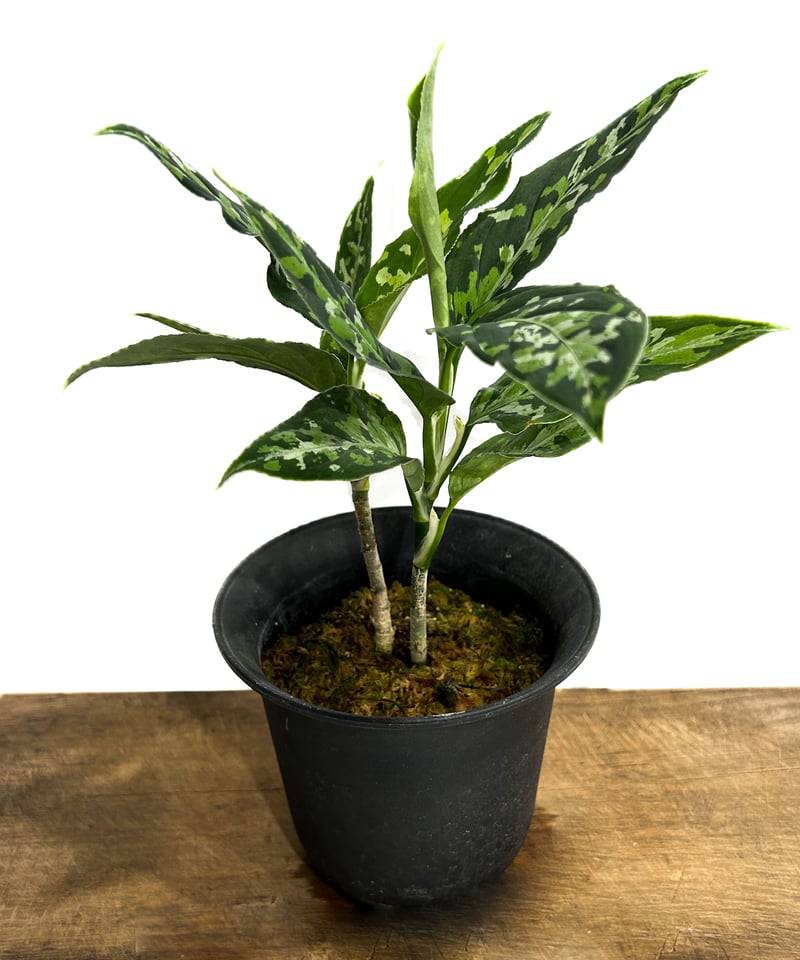 私のオリジナルタグお付けしますAglaonema pictum 【AZ0322-1b】 アグラオネマ ピクタム