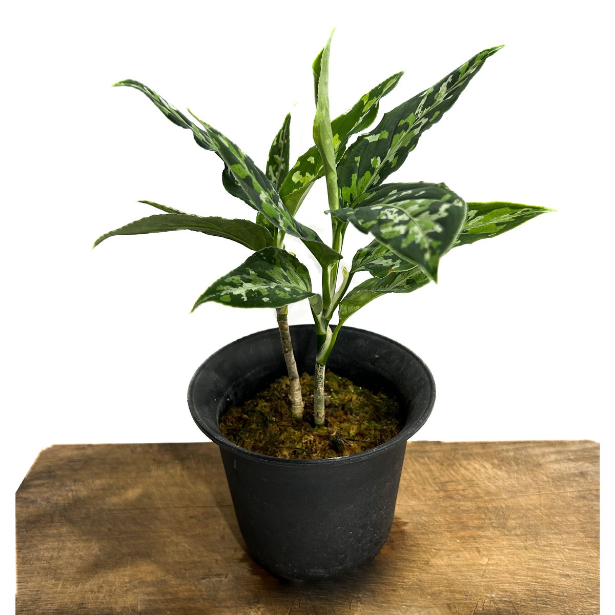 3 アグラオネマ　ピクタム　ファントム Aglaonema picutum アグラオネマ ピクタム トリカラー ワイド | PROTOLEAF プロトリーフ