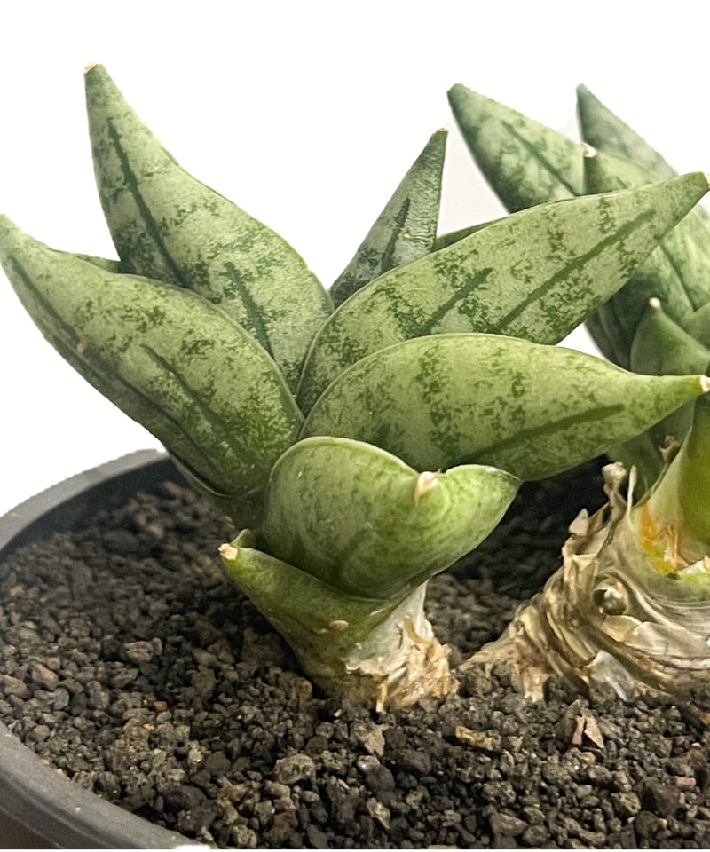 サンセベリア ボンセレンシス ミニ (by アディサック) 「Sansevieria サンセベリア ボンセレンシス ミニ (by アディサック) 「Sansevieria