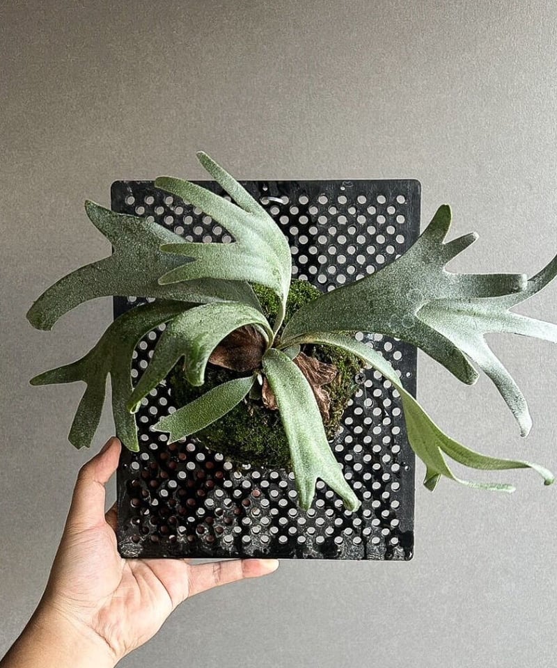 ビカクシダ p.willinckii 等し 'Anapat #9' OC 子株出品 ビカクシダ p.willinckii 等し 'Anapat #9' OC 子株出品