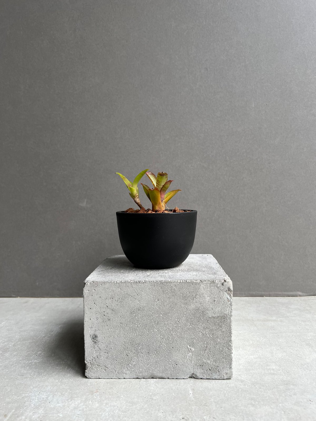 ネオレゲリア サクラ 「Neoregelia Sakura」80C | SHOUCHIKUEN