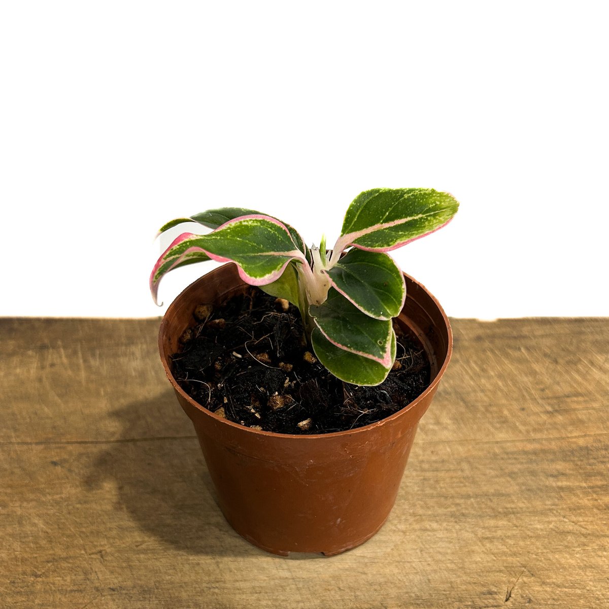 アグラオネマ ロータス デライト「Aglaonema Lotus Delight」5/16-4