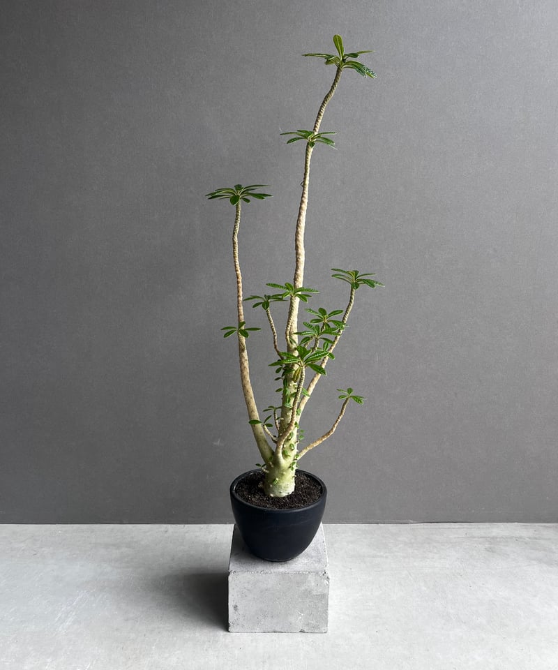 ドルステニア ギガス “選抜個体” 「Dorstenia gigas “Select