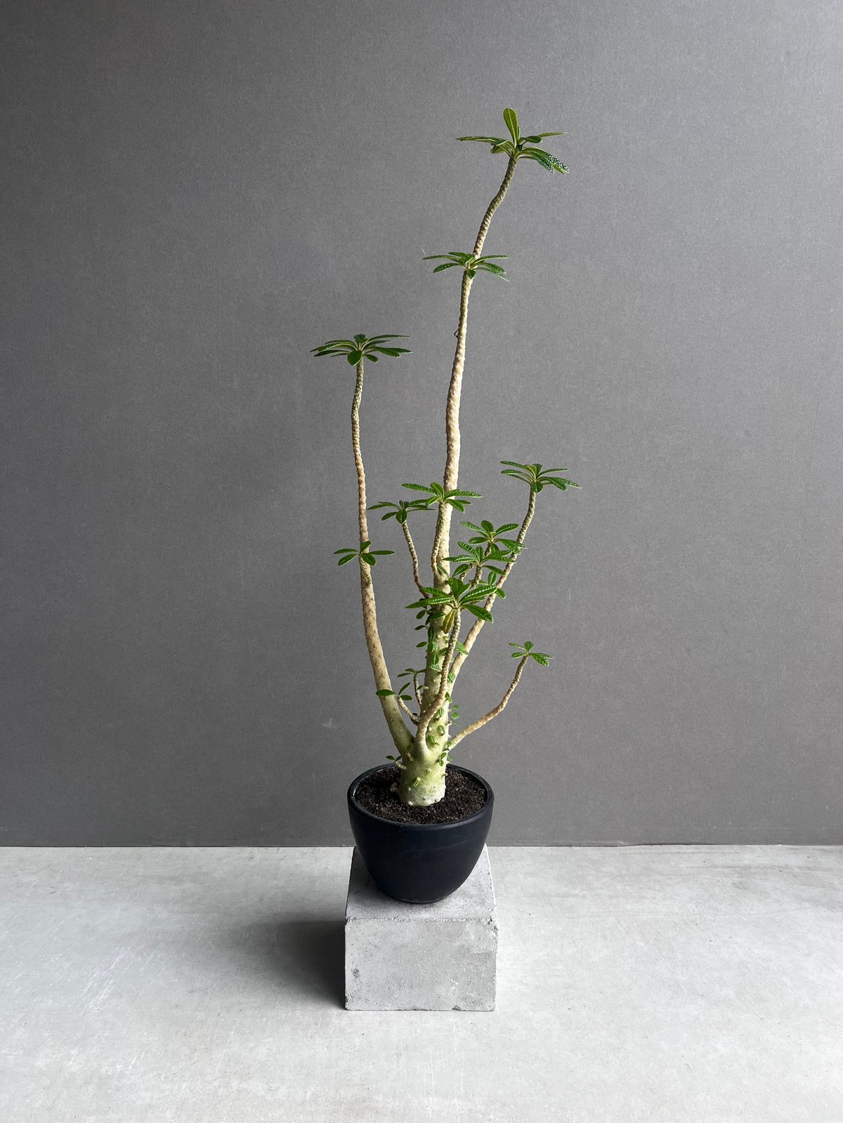 Dorstenia gigas ドルステニアギガス Dorstenia gigas