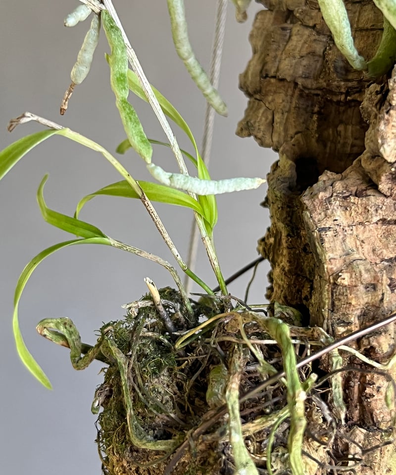 エピデンドラム セントラデニウム アリスセルフ 「Epidendrum