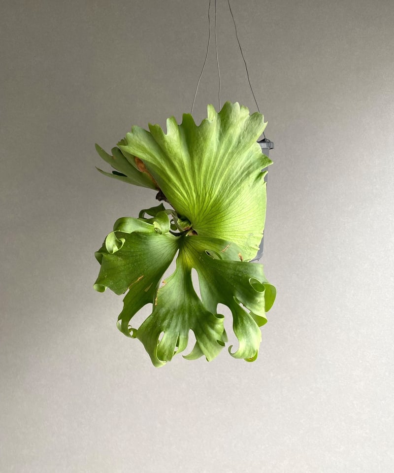 ビカクシダ スリナリウム（P. コロ ナリウムxP.ワンダエ