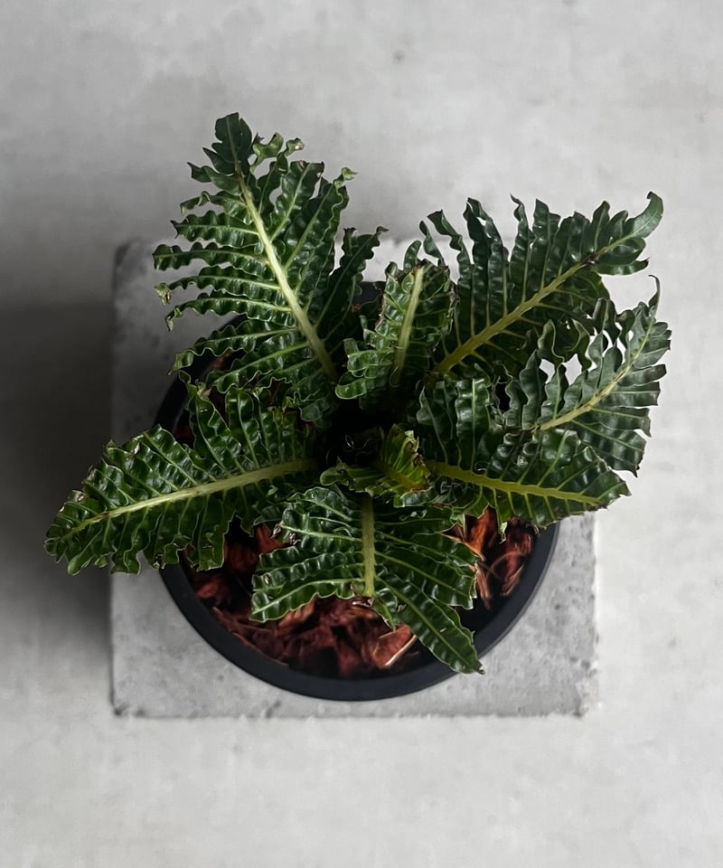 ブレクナム　ギバム　ドワーフ ブレクナムギバム： ドワーフ（幹立ち仕立て） 5号 の通販