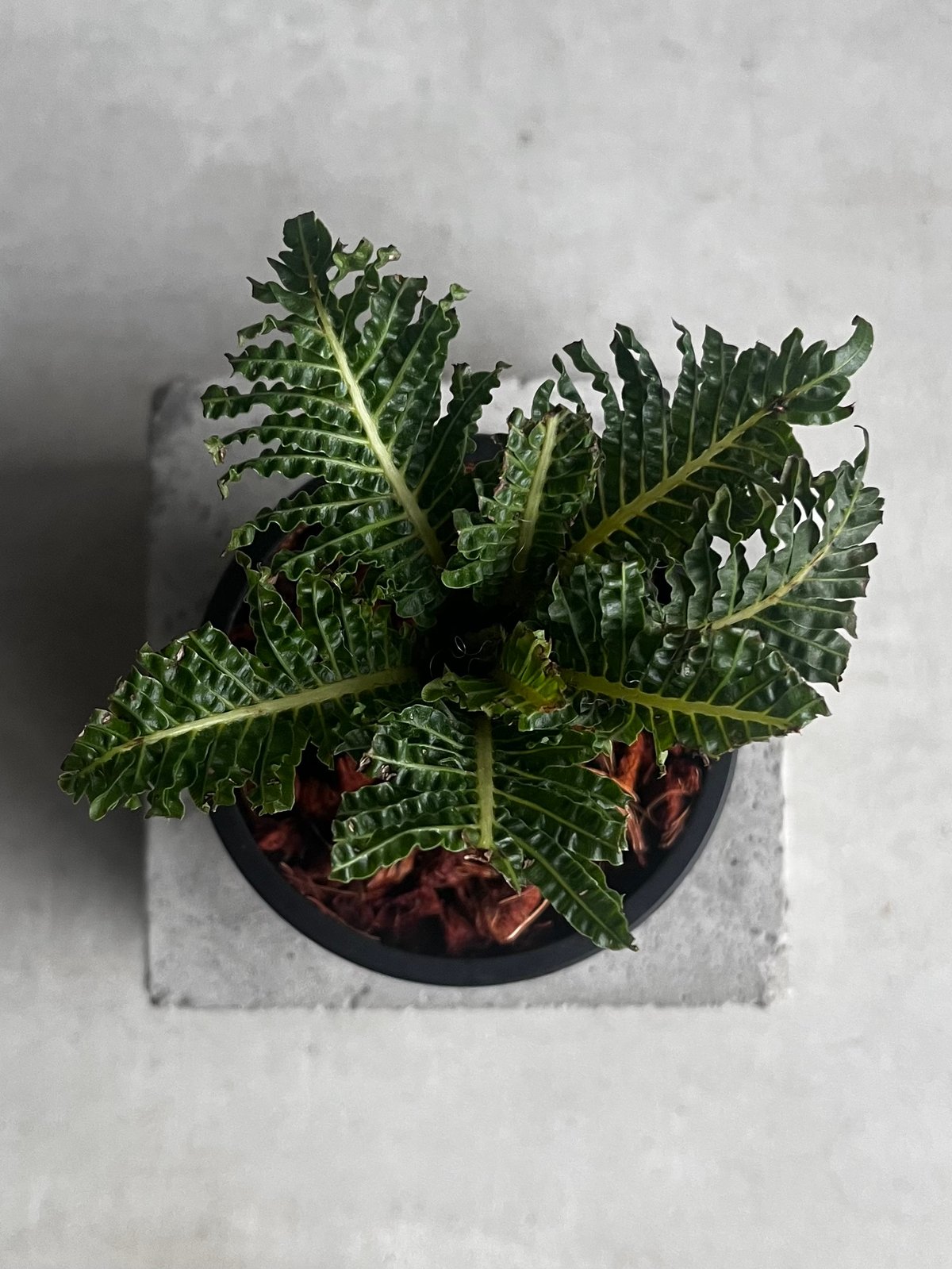 ブレクナム ギッバム ドワーフ 「Blechnum gibbum Dwarf 」91C | S