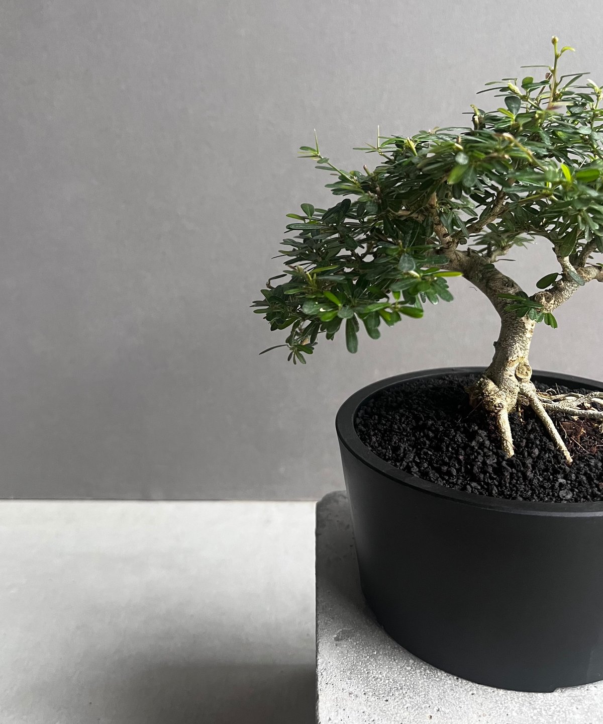 うち” 盆栽 「“UCHI” BONSAI 」76A | SHOUCHIKUEN