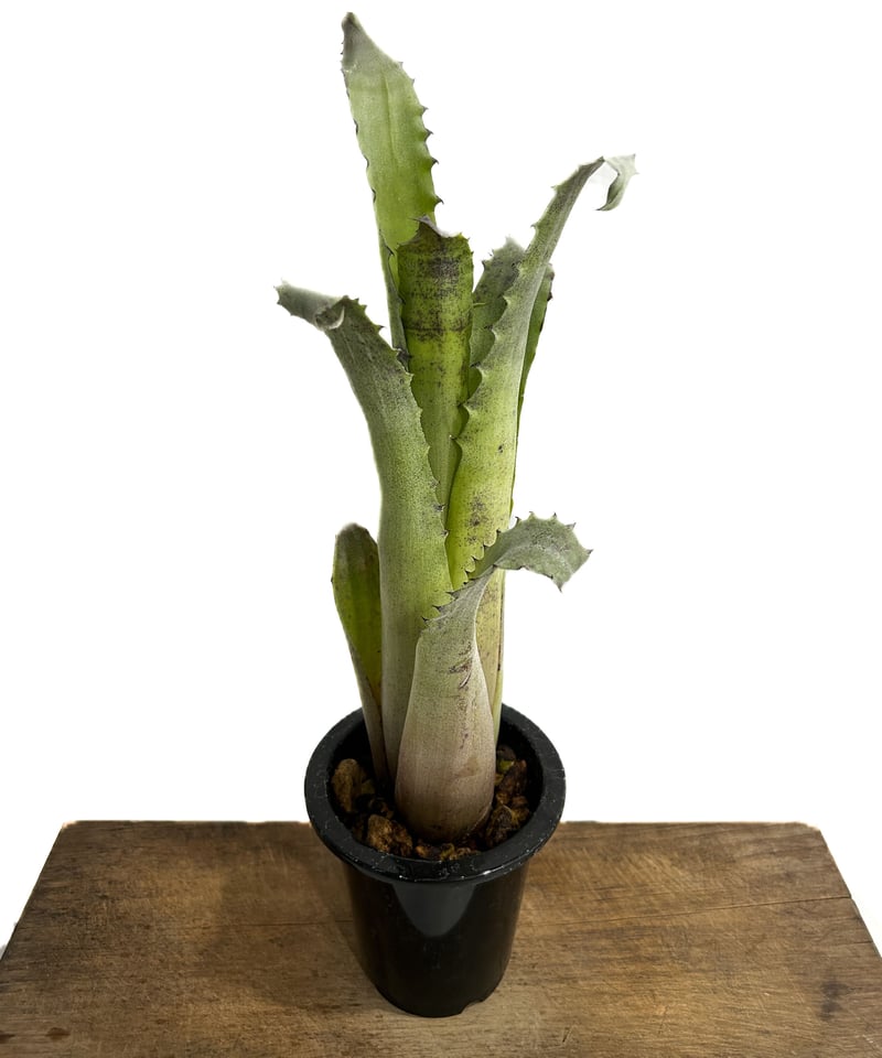 ホヘンベルギアレオポルド－ホルスティ　Schindhelm(s. n.)1996 ホヘンベルギアレオポルド－ホルスティ Schindhelm(s. n.)1996 ホヘン